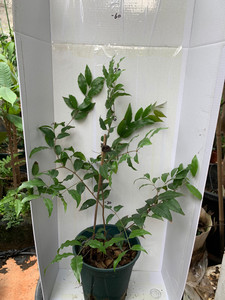 紫芽牛眼皇冠嘉宝果扦插苗