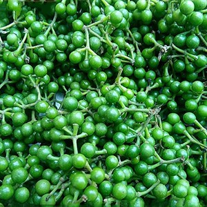 800人付款淘宝湖南特产新鲜野生山胡椒山苍子山椒子木