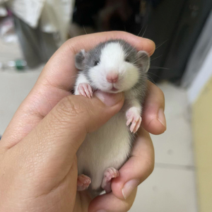 花枝鼠哈士奇蓝灰浅灰深灰黑色都有 公母都有各个肥胖已经会吃了