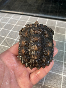 纯佛鳄龟,背甲7.4厘米,全品无瑕疵,头刺多,很尖,188