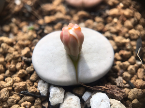 白曲c244开花母本株 生石花 猪皮白曲 磨砂质感 年份4年