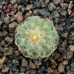 植物公馆 #仙人球拍卖# .30实生伊莎贝拉多肉植物——晚上