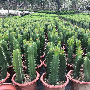 霸王鞭植物龙骨