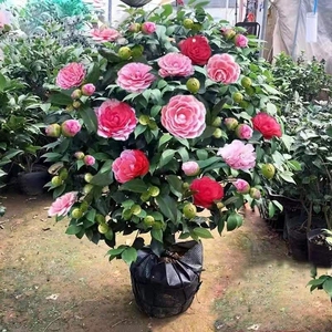 茶花树苗庭院室外香妃