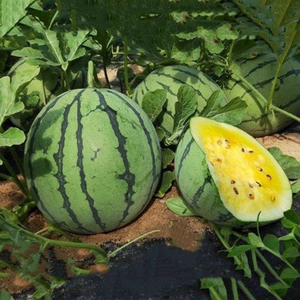黄心凤西瓜