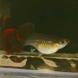 巴西折扇孔雀鱼种鱼50一对,报损不包邮.压成35一对.满百包