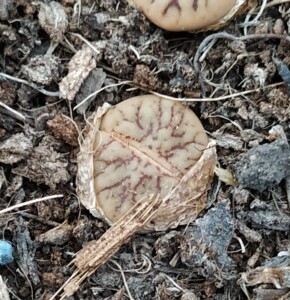 线招福玉生石花