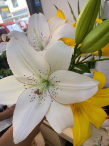 多头无香小花型眼线亚百合顺丰包邮