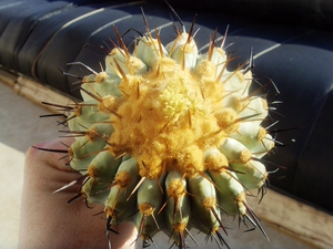 孤龙丸仙人球厚蜡型rap119实生编号种孤龙丸龙爪球属欧洲输