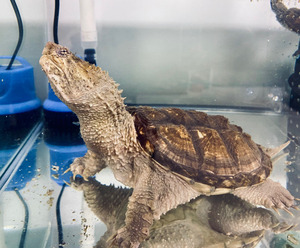 纯佛鳄龟 原种野后 白头金甲蛤蟆脸 十字眼 品相完美 因无法