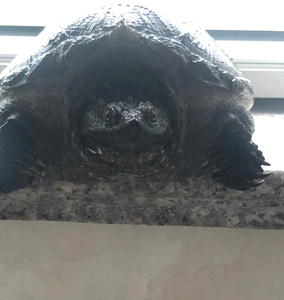 000人付款淘宝顶级黑佛鳄龟小个体佛鳄龟野佛纯佛爆刺蛤蟆脸各方面