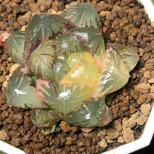 【特惠丨紫镜玉露锦】一物一拍