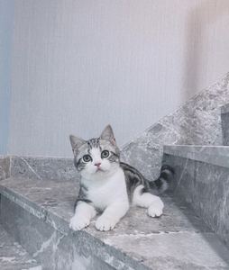 0035人付款天猫美短起司矮脚猫幼猫纯种曼基康矮脚短腿猫加白虎斑宠物