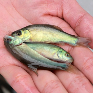 旁皮鱼野生鱼稀有旁皮冷水鱼原生鱼观赏鱼淡水鱼稀有鱼种发2人付款25