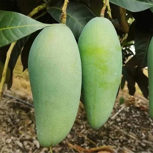 大青芒产地直发10斤包邮新鲜水果非贵妃芒