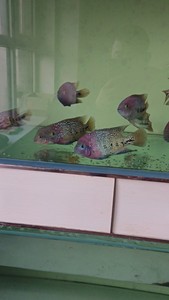 美雕火口鱼，喷点紫红火口起头亚成16-17厘米