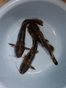 阳澄湖野生昂刺鱼,太多了,家里吃不完,卖给有需要的朋友,保证