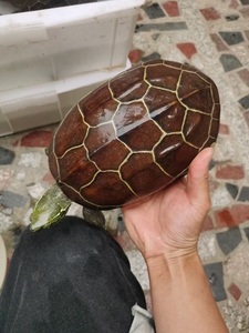 苏北种母苏北金线草龟红壳黄肉且行且珍惜