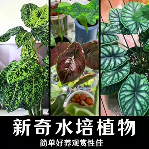 水培绿植龙鳞阿兹兰魔芋四季常绿室内办公室桌面养微景观懒人植物