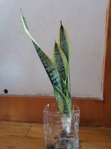宽叶金边虎皮兰
