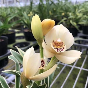 特价!包活 包开花玉芙蓉金边矮种兰花苗浓香型室内办公室花卉基