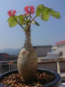 植株海棠