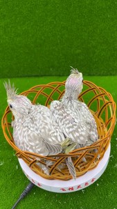 玄凤鹦鹉,金冠古铜珍珠公,标价是一只,手养亲人包邮送奶粉喂养