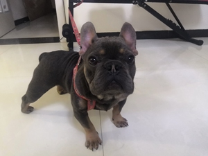 tb347639560淘宝法国斗牛犬幼犬活体纯种小方体奶油色法斗蓝包金法