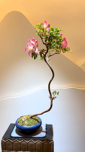 稀有品种爱子杜鹃花  日本皋月杜鹃 文人型 茶空间最佳盆景