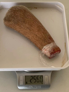 粉丝福利# 纯梅花鹿鲜鹿茸256克,毛桃鹿茸,梅花鹿第一次