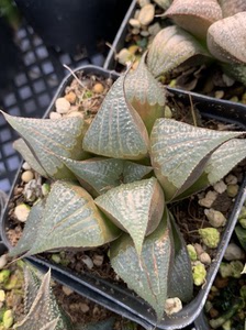 宫井芭堤雅 日系经典品种 花盆7cm 软叶十二卷多肉植物