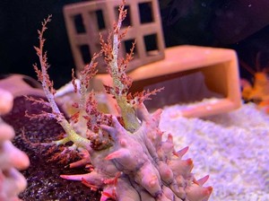 黑海参翻砂海参