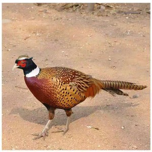 农家七彩山鸡野鸡珍珠鸡价格便宜,大小不等,价格实惠,欢迎咨询