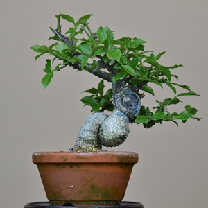 【郁野】日本鬼箭羽盆景卫矛盆景真弓小品盆景盆栽观果杂木盆景