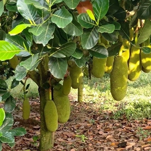 正宗菠萝蜜树树苗嫁接泰国红肉干苞海南四季榴莲蜜木菠萝果树庭院