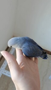 紫罗兰牡丹鹦鹉,高纯公鸟