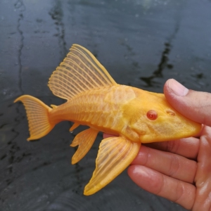 15元包邮红眼黄金女王大帆鱼清道夫鱼清洁工鱼工具鱼除藻