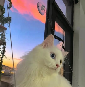 000人付款淘宝山东长毛异瞳狮子猫有喜欢的可以来咨询