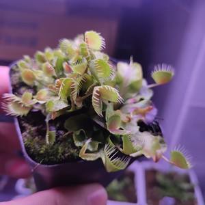 杯夹捕蝇草  爆盆杯夹捕蝇草  状态好 容易养活  可以联系