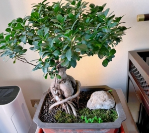 5元一棵包邮含原盆土发出小叶榕树s造型8字盆景盆栽tb481216455061