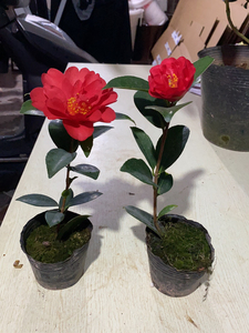 特价四季茶花【夏日七心】两颗22.8包邮,四季都会开花
