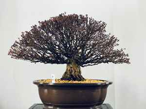 日本进口皋月杜鹃花菊姬