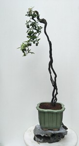 金弹子精品盆景 文人树桩形 配宜均釉白砂绿釉老盆 桩