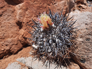 002人付款淘宝四海园艺 黑刺松凤玉仙人球自根龙爪球属稀有仙人掌有根