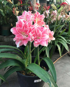 朱顶红玫瑰花样