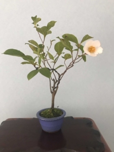 halanonatuko淘宝中国记忆日本姬沙罗开花结果小品盆景盆栽进口现货