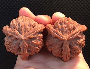 纯天然大号文玩核桃三棱野生异型蛤蟆头金蟾超大正奔云南铁核桃精