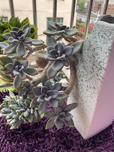 000人付款淘宝缀美人缀化老桩整板 无砍 大冠幅32左右 木质版面果冻