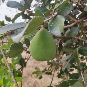 凉粉果苗树苗新鲜霹雳果苗凉粉籽爱玉果木莲果中药材手搓冰粉籽果