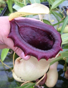 ep奶油葫芦猪笼草